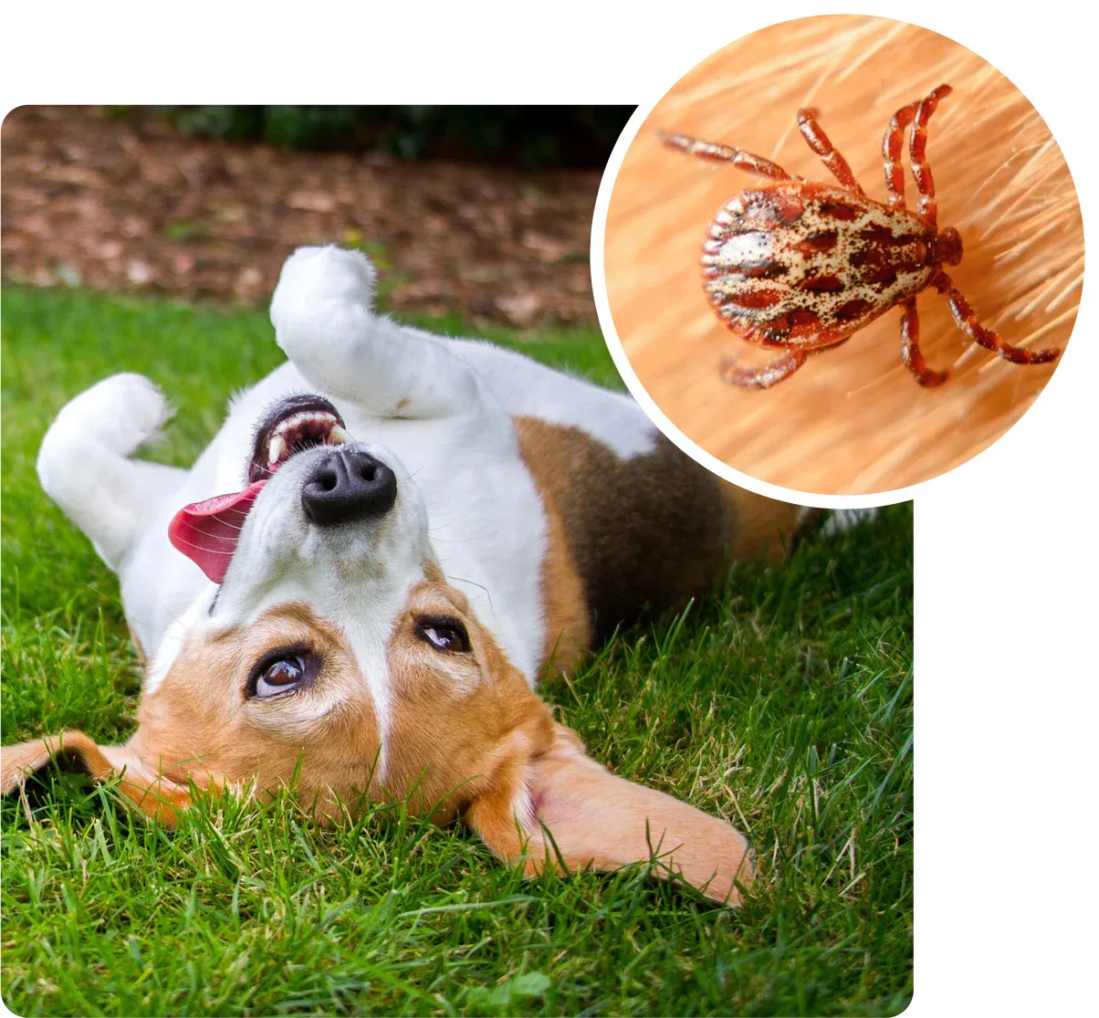 dog rolling in grass