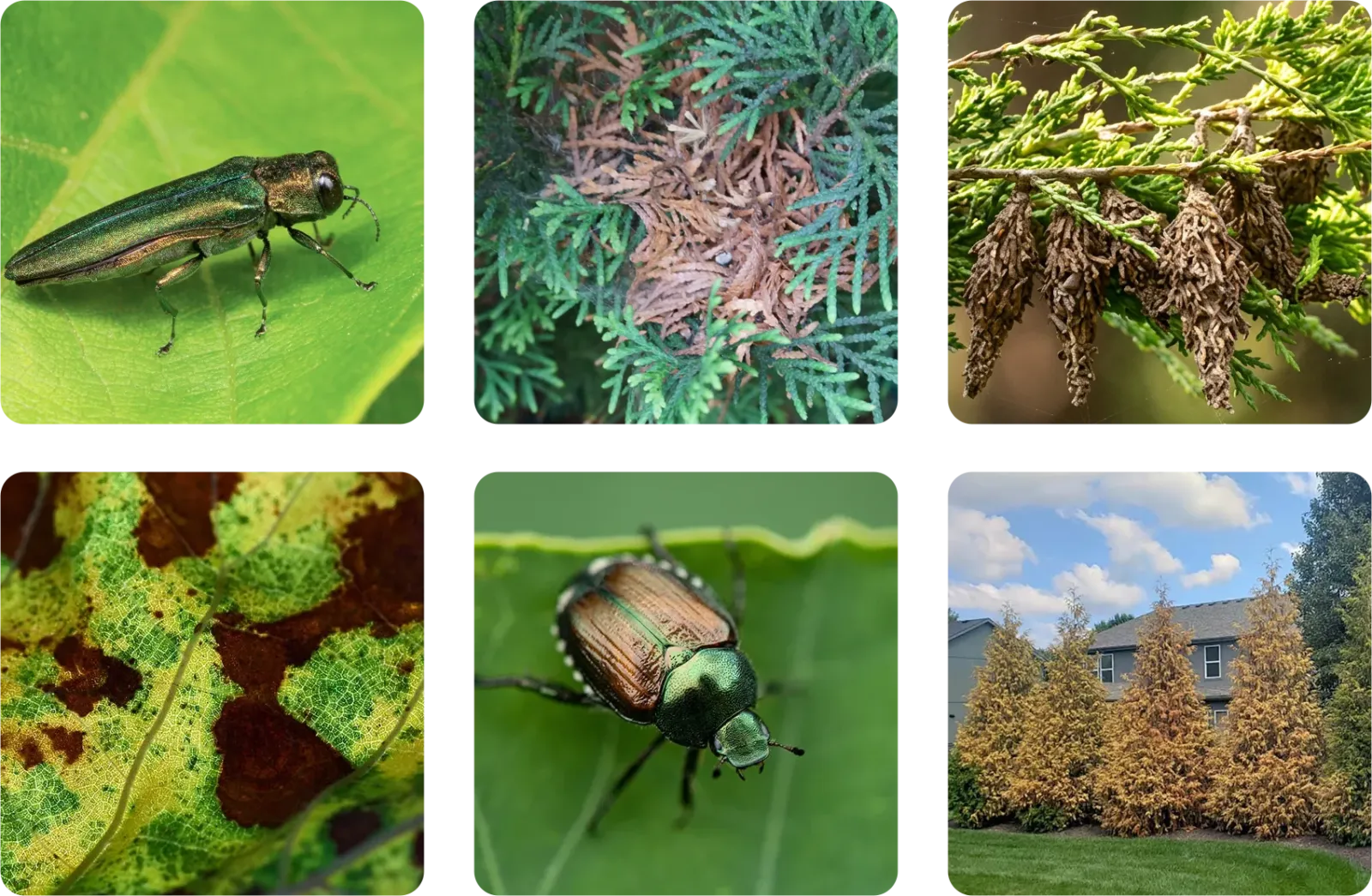 common issues warning signs of tree and shrub issues