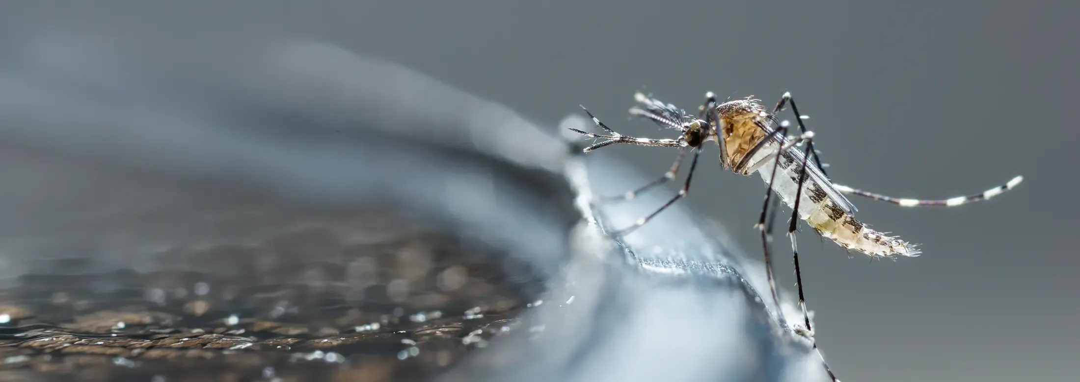 mosquito on a bird bath