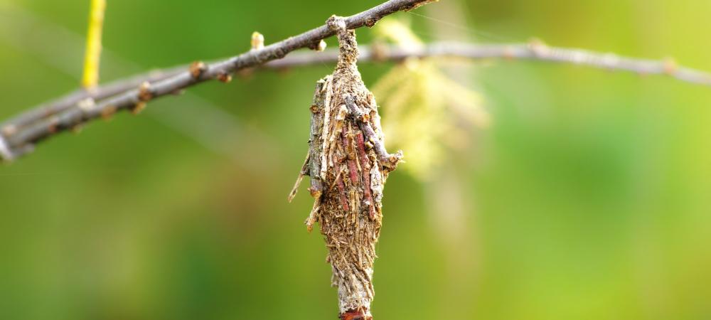 Bagworm cocoon hanging from an evergreen tree — destructive pest treated by DreamLawn