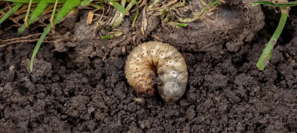 a grub in dirt