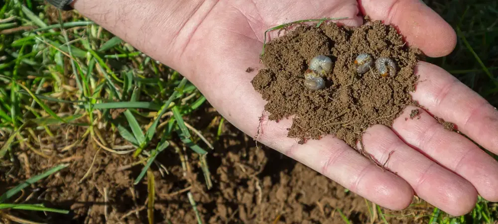 White grubs held in hand — common Kansas City lawn pest treated by DreamLawn