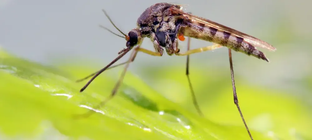 Close-up of a mosquito — DreamLawn mosquito control for Kansas City and Omaha yards