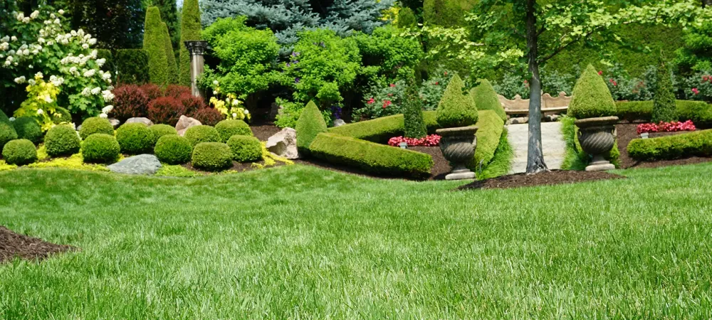 a summer lawn