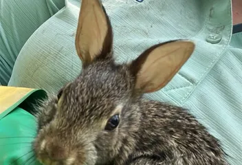 bunny-on-the-job