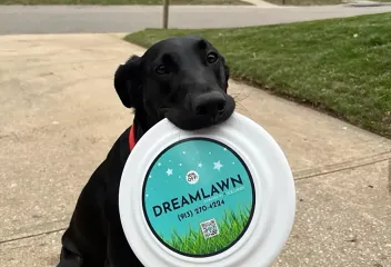 dog-holding-frisbee