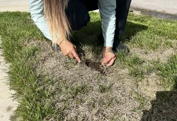 lawn-care-treatment-results