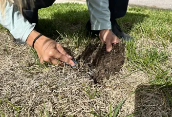 professional-weed-control-lawn