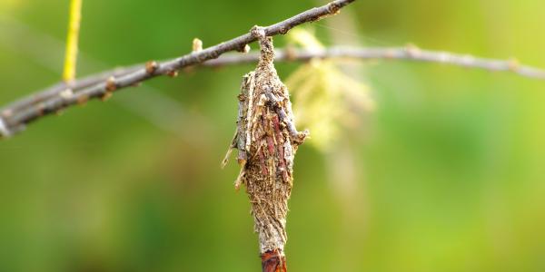 Bagworm cocoon hanging from an evergreen tree — destructive pest treated by DreamLawn