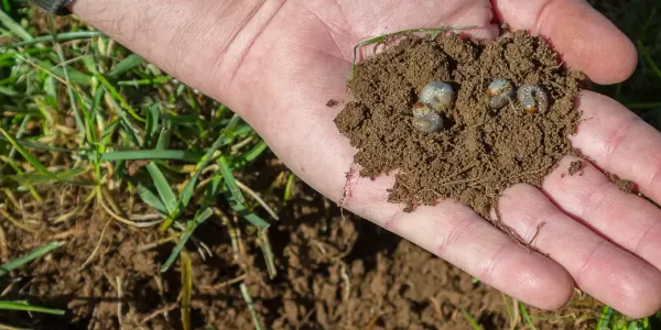 White grubs held in hand — common Kansas City lawn pest treated by DreamLawn