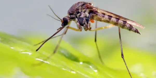 Close-up of a mosquito — DreamLawn mosquito control for Kansas City and Omaha yards